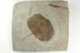 Fossil Leaf (Zizyphoides) - Montana #203363-1